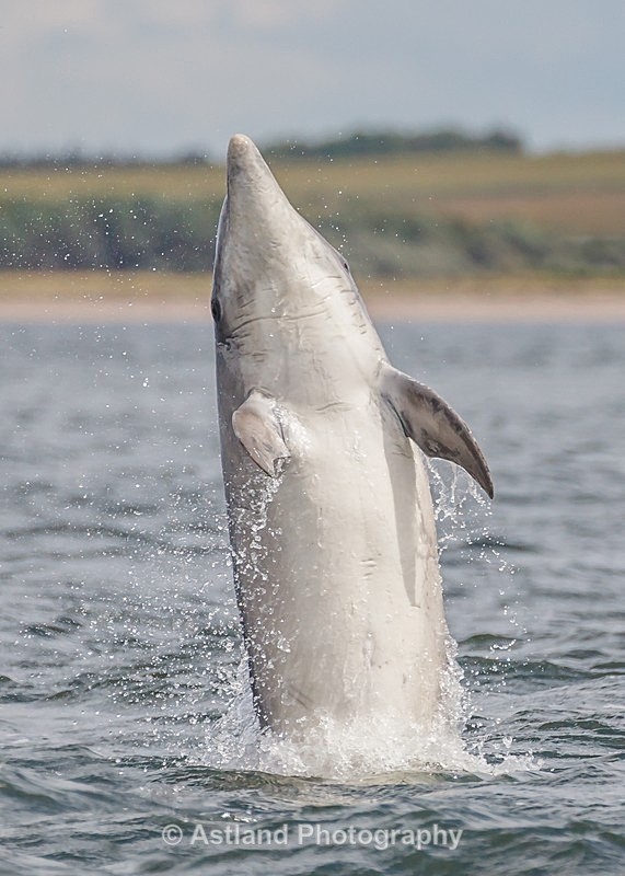 Astland Photography, Bird and Wildlife Images, Susan and Peter Wilson, U.K.