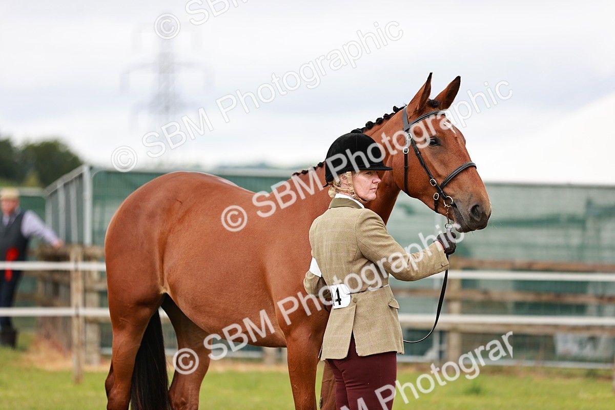 SBM_00780 - Class 26-30 Sport Horse In Hand