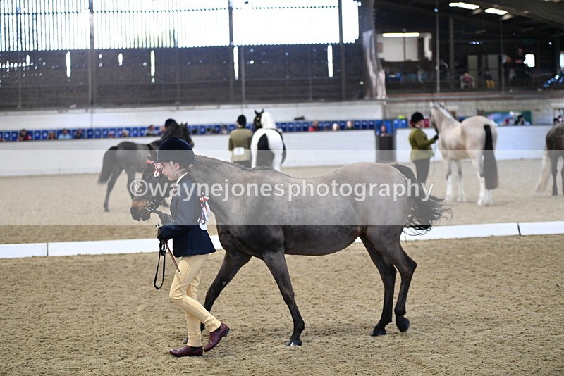 WJ5_3583 - Class 5 In Hand Veterans