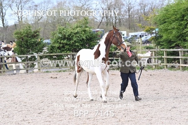 BPP_7145 - RING 1  (RIDDEN HORSES / IN HAND / VETERAN ETC)