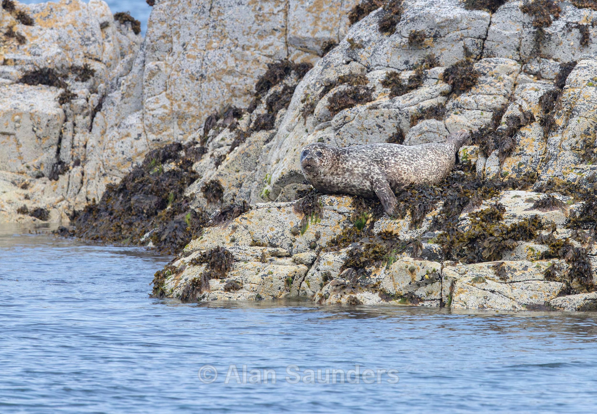 Common Seal 21