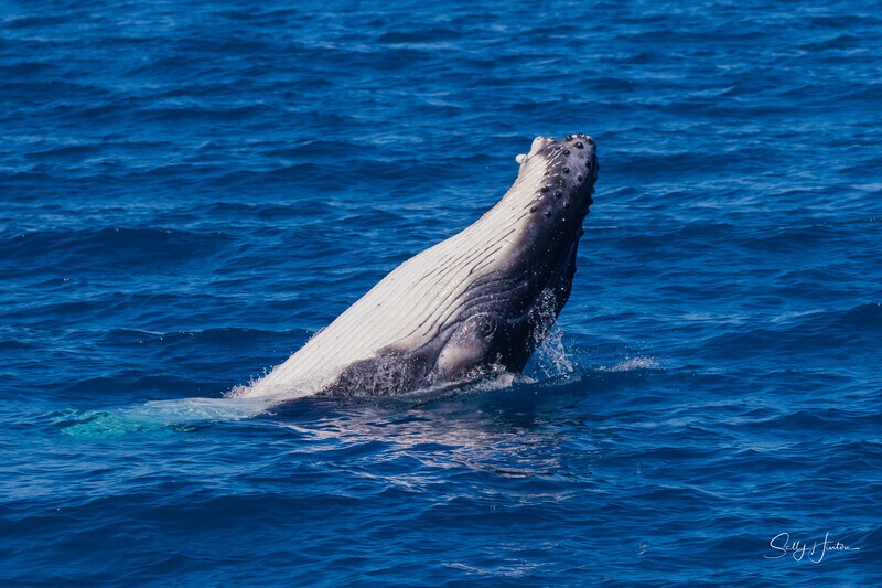 HB Calf Breach 13. 0A3A7165 - 2025 Hervey Bay Whales