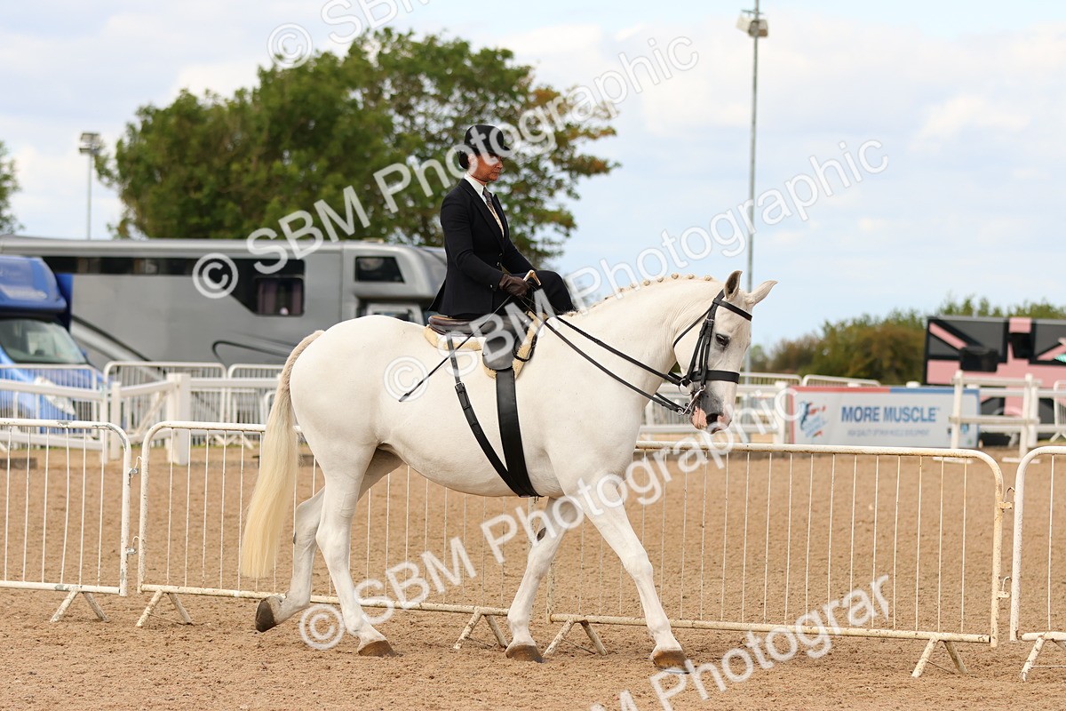 SBM_15874 - Class 216 - Best Side Saddle Horse-Pony