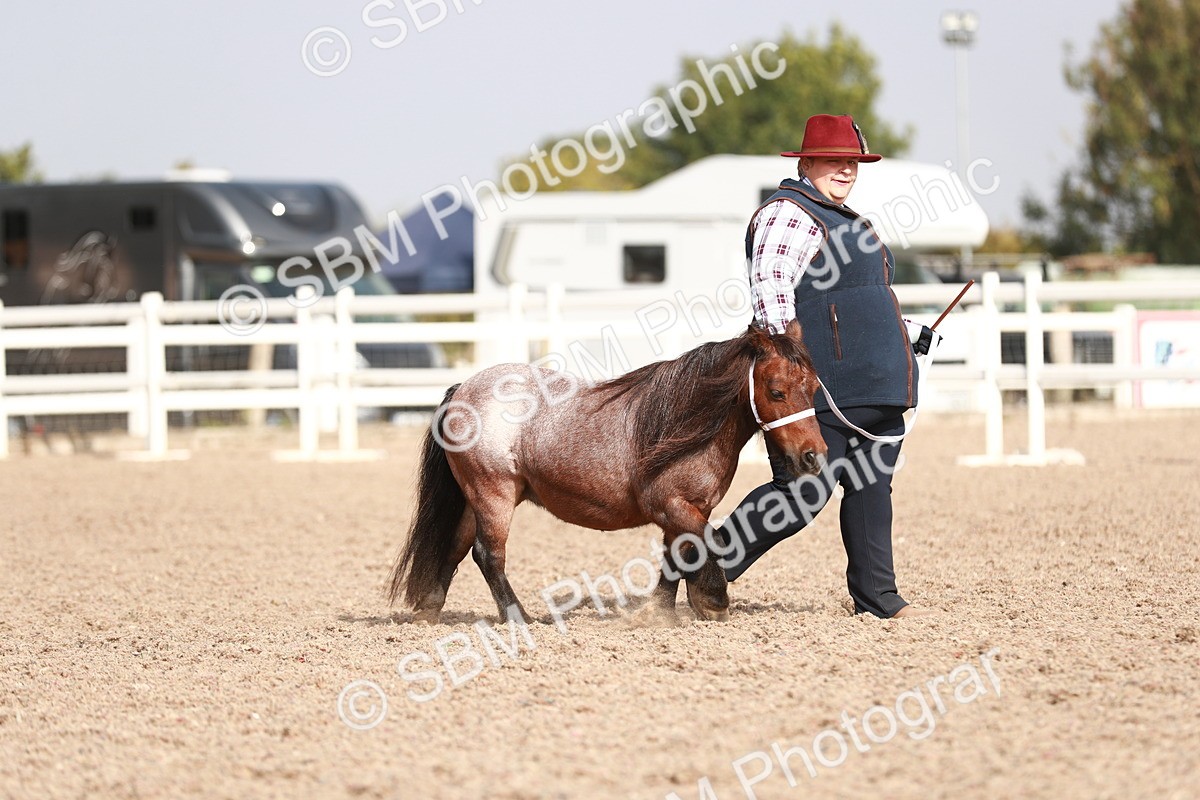 SBM_11760 - Class 206 IH Non Show Type Pony