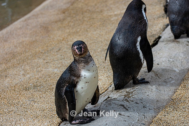 Humboldt Penguins - DSC_4210 - Birds
