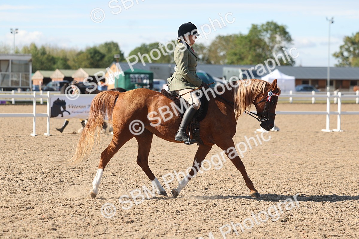 SBM_13040 - Class 305 - Ridden Foreign Breed Pure Bred