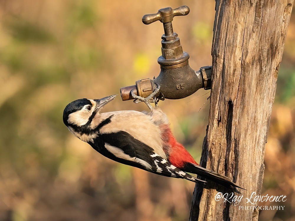 Woodland Birds_RLP192620a - Natural World