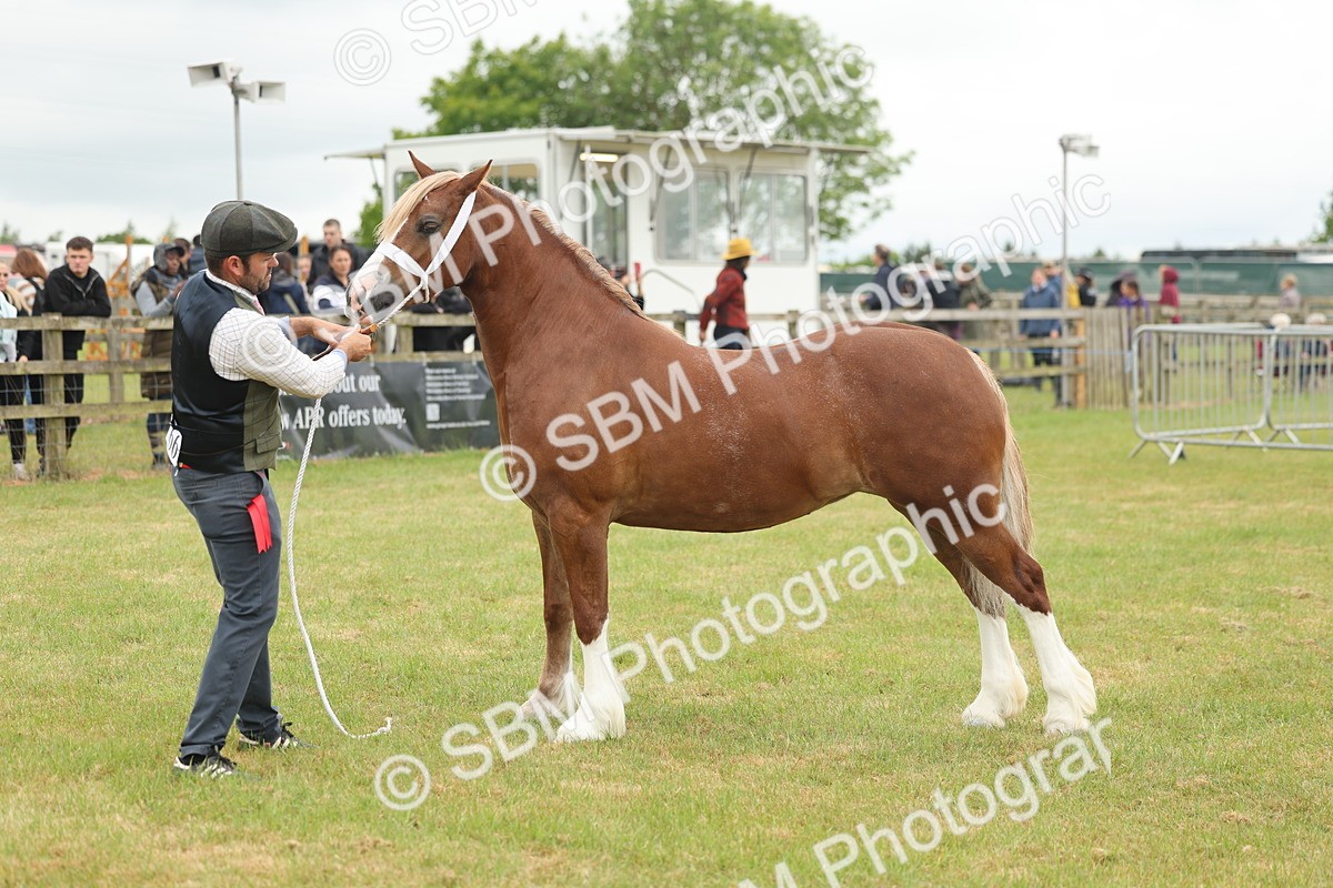 SBM_04932 - Class 50-57 - M&M Welsh Pony In Hand