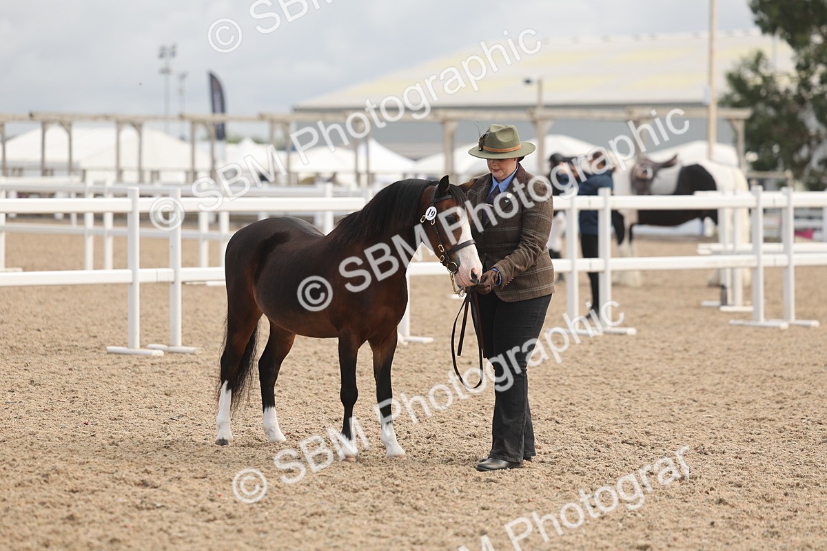 SBM_04477 - Class 18 - Handsomest Gelding (IH or Ridden)