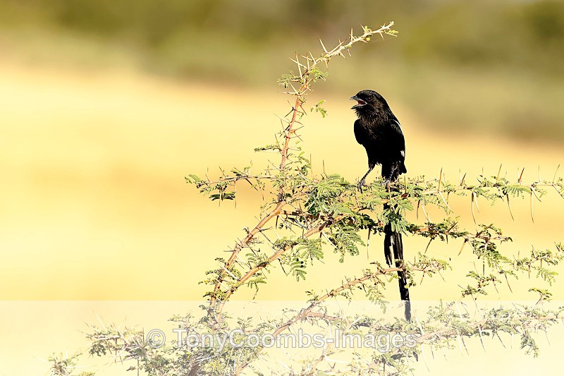 Magpie Shrike - Botswana ~ Birds