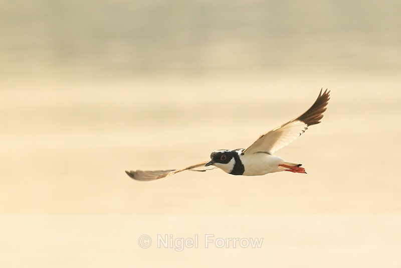 Pied Plover flying, Corixo Negro, Mato Grosso, Brazil - Pied Plover