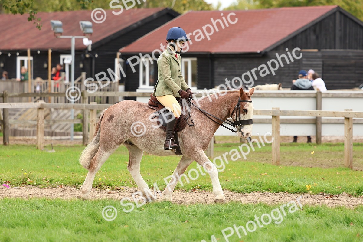 SBM_67522 - S60 - Mini Show Cob Ridden