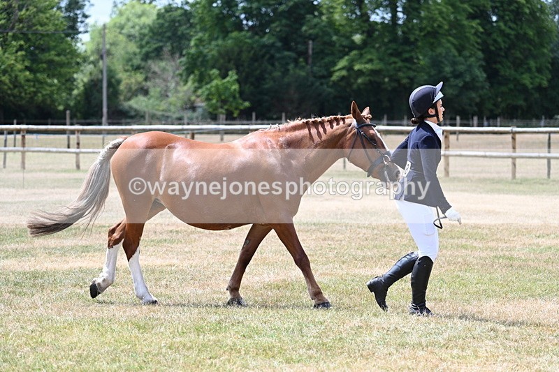 WJ7_1951 - Class 4a Prettiest Mare 14.2hh and over hand