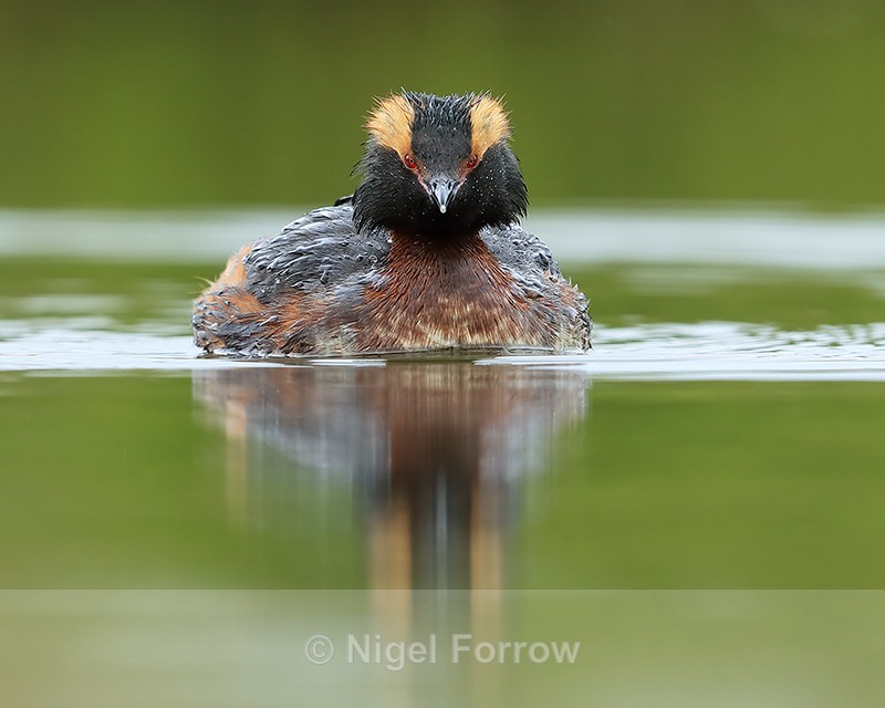 Slavonian Grebe, head-on, Lake Myvatn, Iceland - Slavonian Grebe