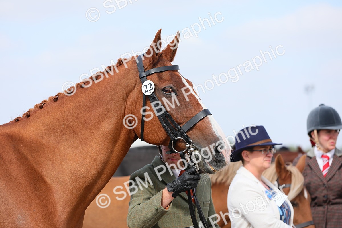 SBM_15799 - Class 312 IH Competition Horse/Pony