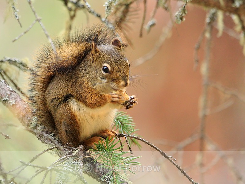 American Red Squirrel, Johnston Canyon, Banff - Squirrel