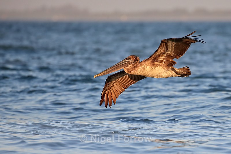 Juvenile Brown Pelican gliding low over water, Sanibel Island, Florida - Brown Pelican