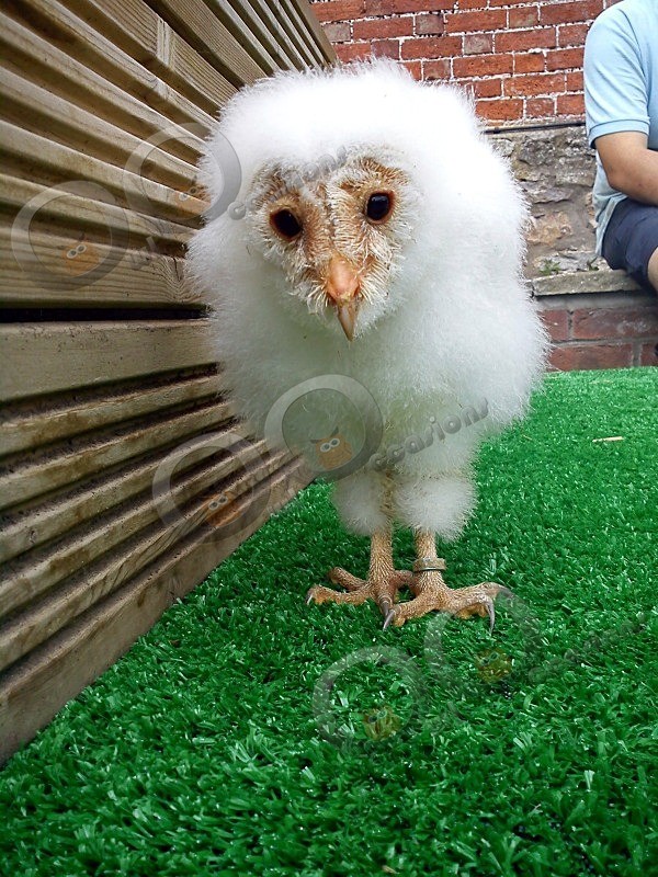Buzz as an Owlet at 26 days - Our Birds