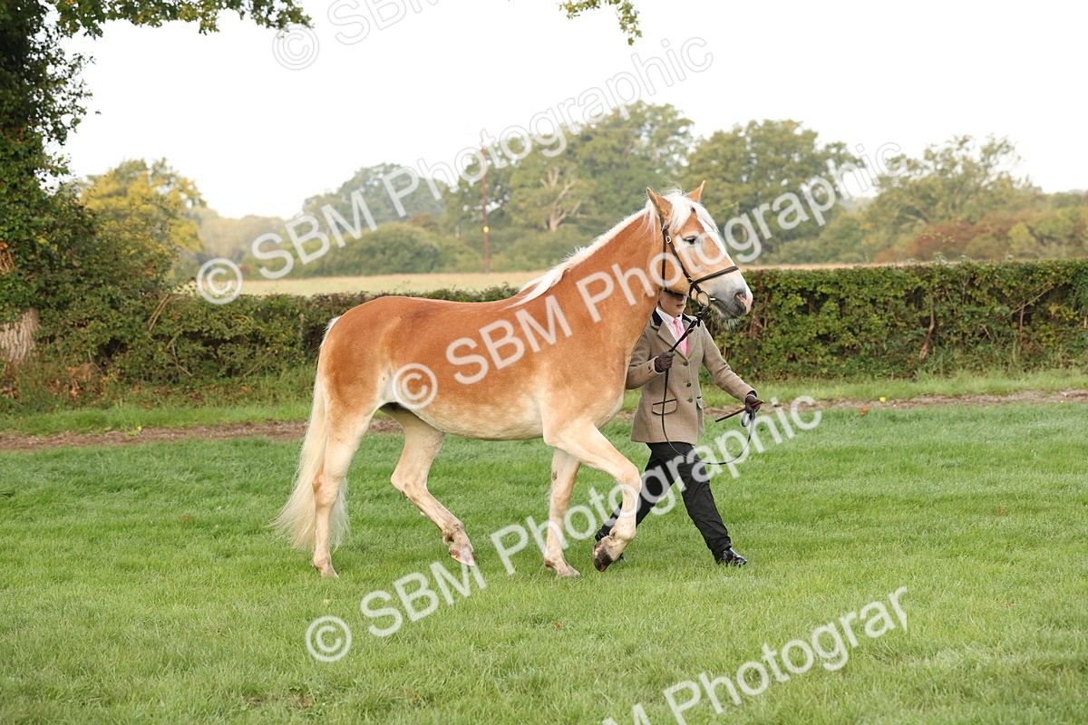 SBM_54398 - S51 - Foreign Breeds In Hand