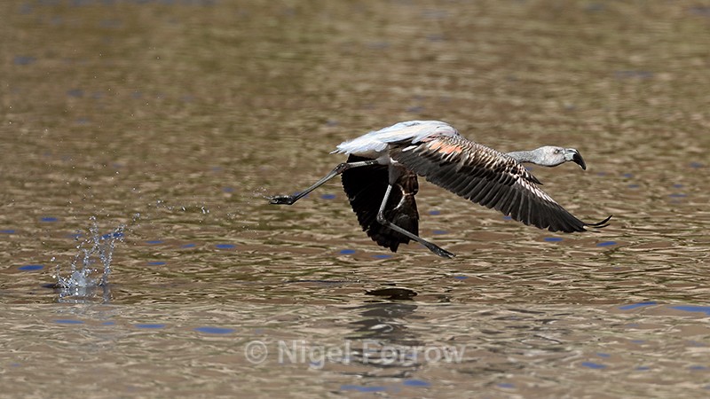 Chilean Flamingo (immature) starts take off run, Machuca, Chile - Chilean Flamingo