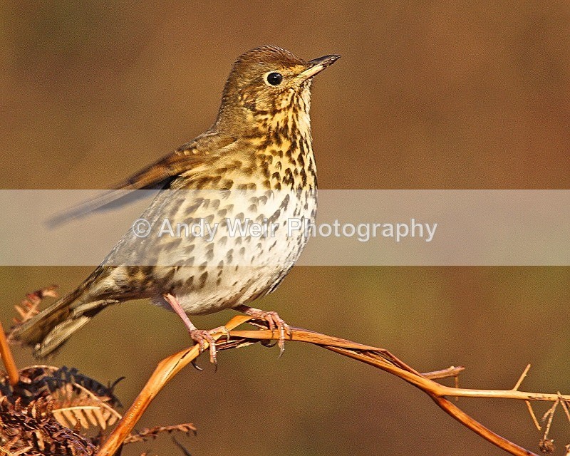 20081206-WE 003 - Thrushes