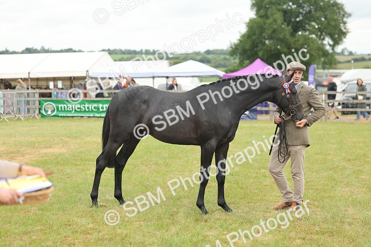 SBM_05476 - Class 68-73 - Riding Pony Breeding