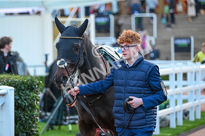 171124-Race 6-Paddock-Reiki Revolution-4436 - Race 6