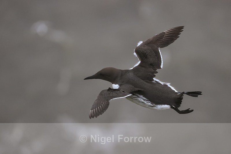 Guillemot hangs in strong breeze, Bempton Cliffs, Yorkshire - Guillemot