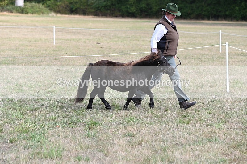 WJ6_6842 - Class 21 Shetland & Mini Horses