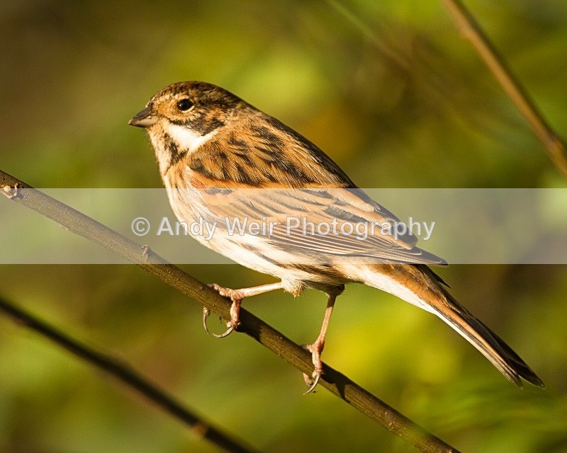 20111112-_MG_7502 - Buntings