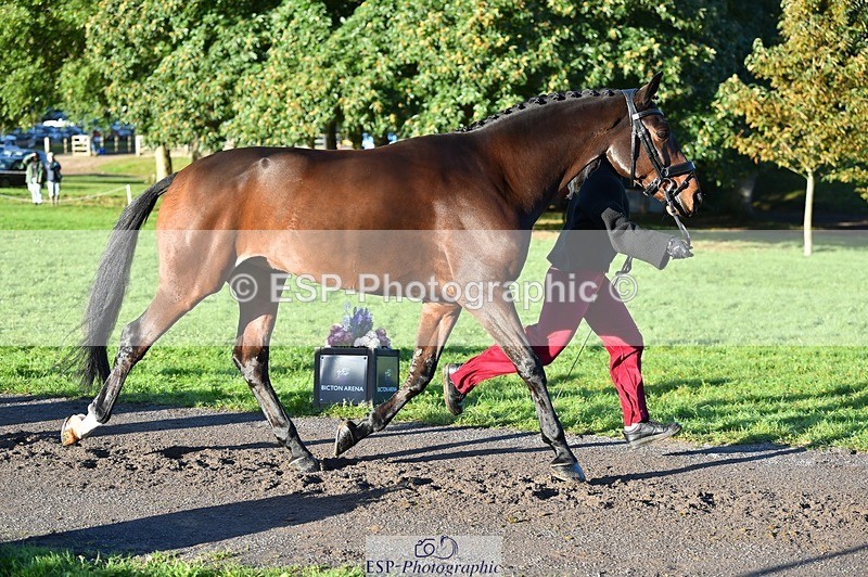 231022-092812-21809 - 685-ADRENALIN.II-Cosima.Atkinson-TrotUp+SJ