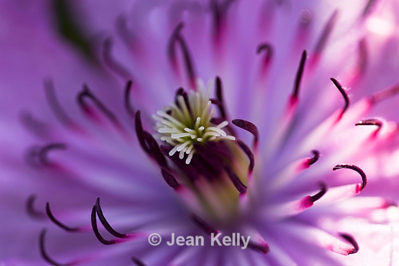 Clematis - DSC_4960_00036 - Purple