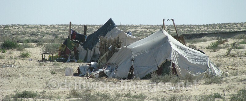 Tozeur Nomadic shepherds - Tunisia