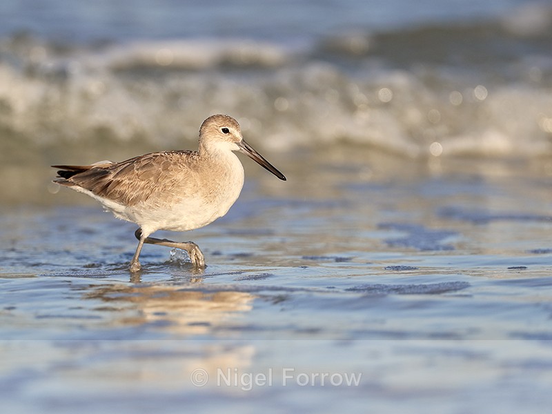 Willet wading in sea, Fort De Soto Park, Florida - Willet
