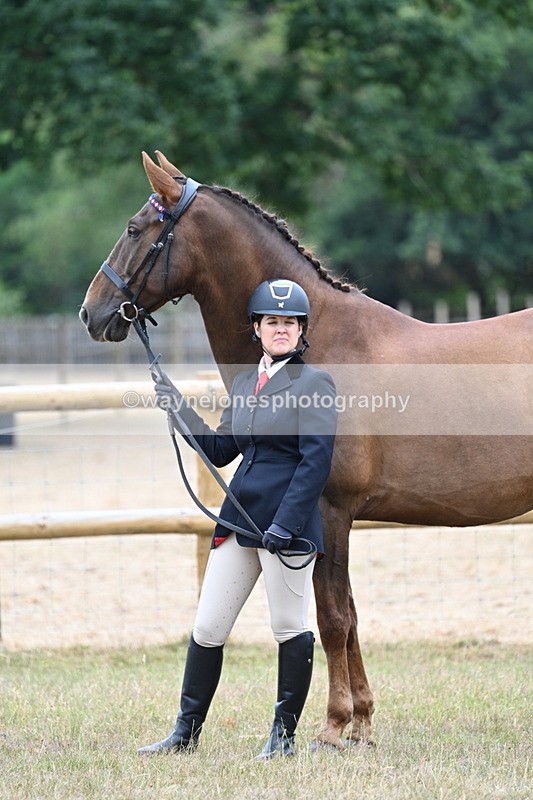 WJ7_9818 - Class 5a Most Handsome Gelding (above 14.2hh)