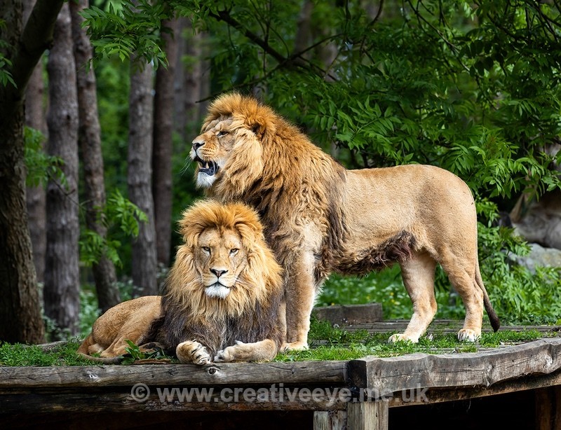 No 0107 - Animal world