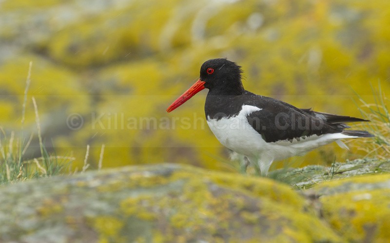 Sandpiper - Dave Softley