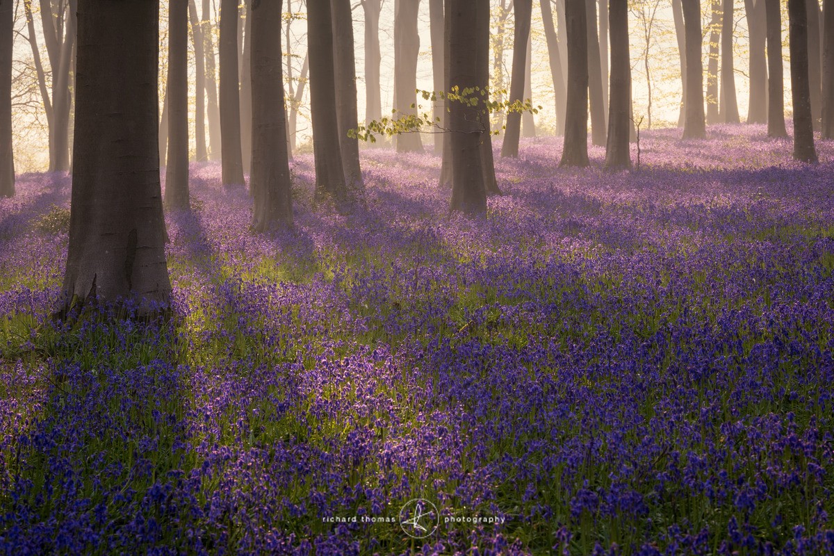 Suffuse - BlueWood
