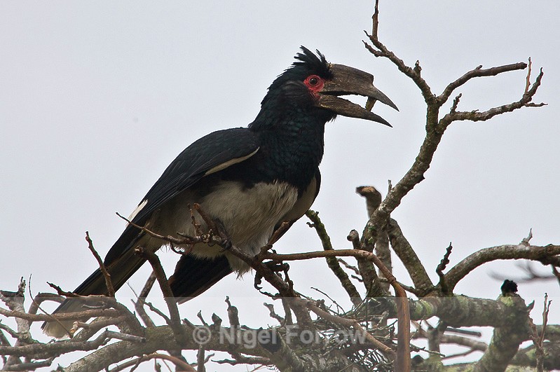 Trumpeter Hornbill perched on top of a tree - Trumpeter Hornbill
