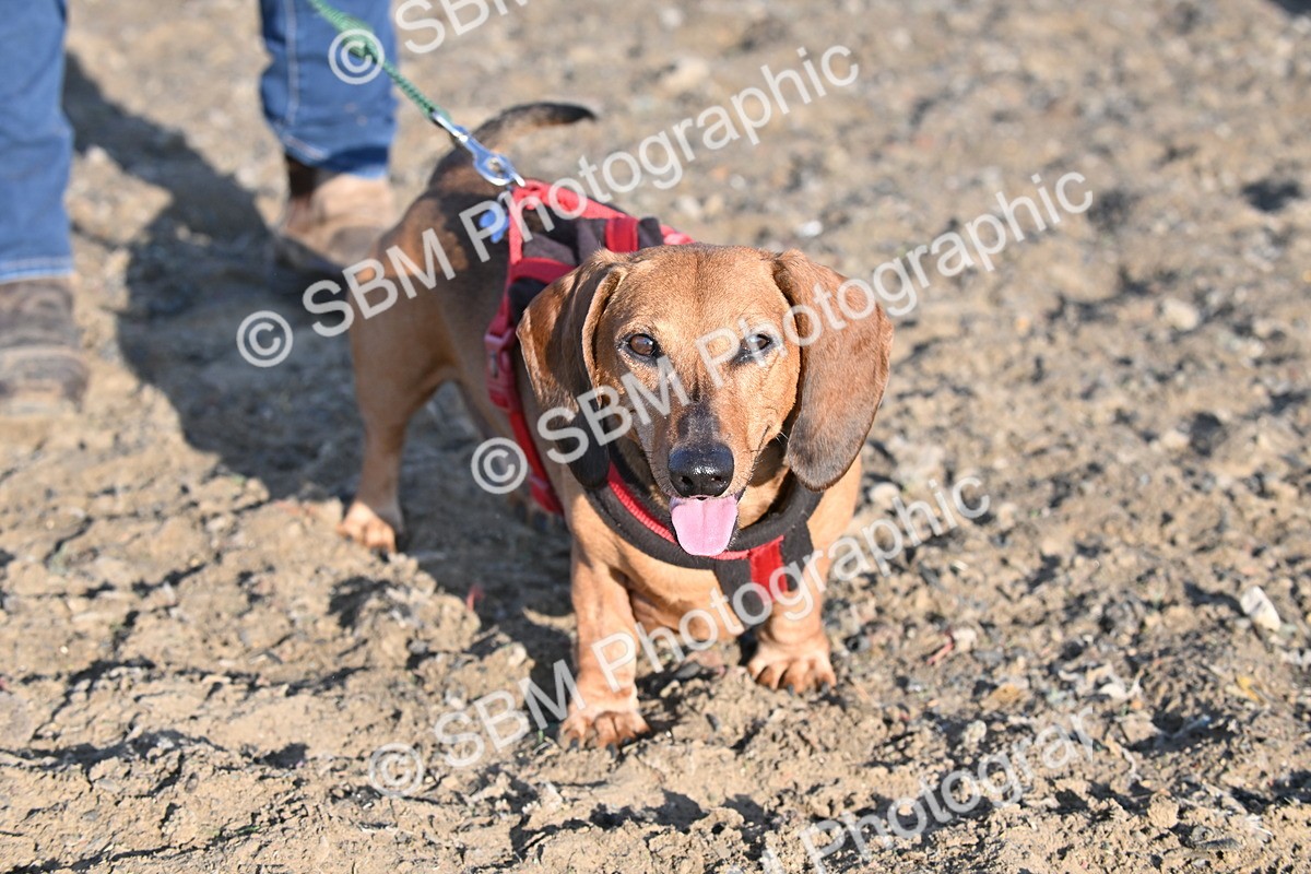 SBM_09394 - Lorry Dogs