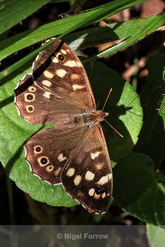 Speckled Wood showing upper wings, Ardley Wood Quarry, Oxfordshire - INSECTS