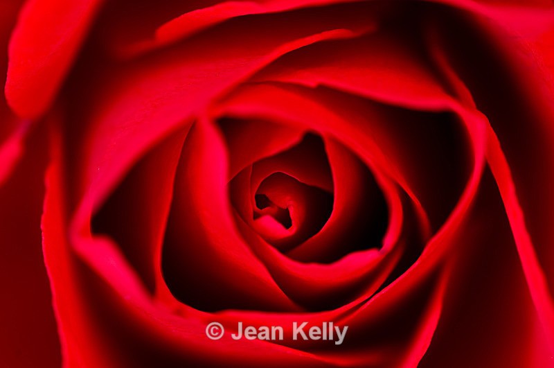 Flower - 6566 - Red