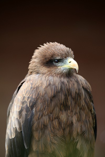 Yellow-billed Kite  _AGT056 - Farm & Zoo Animals