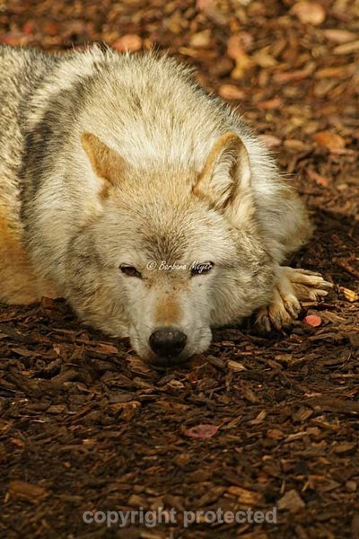 Grey Wolf - Missoula dreaming (Colchester Zoo) - Smaller Cats & Other Wildlife - Wolves