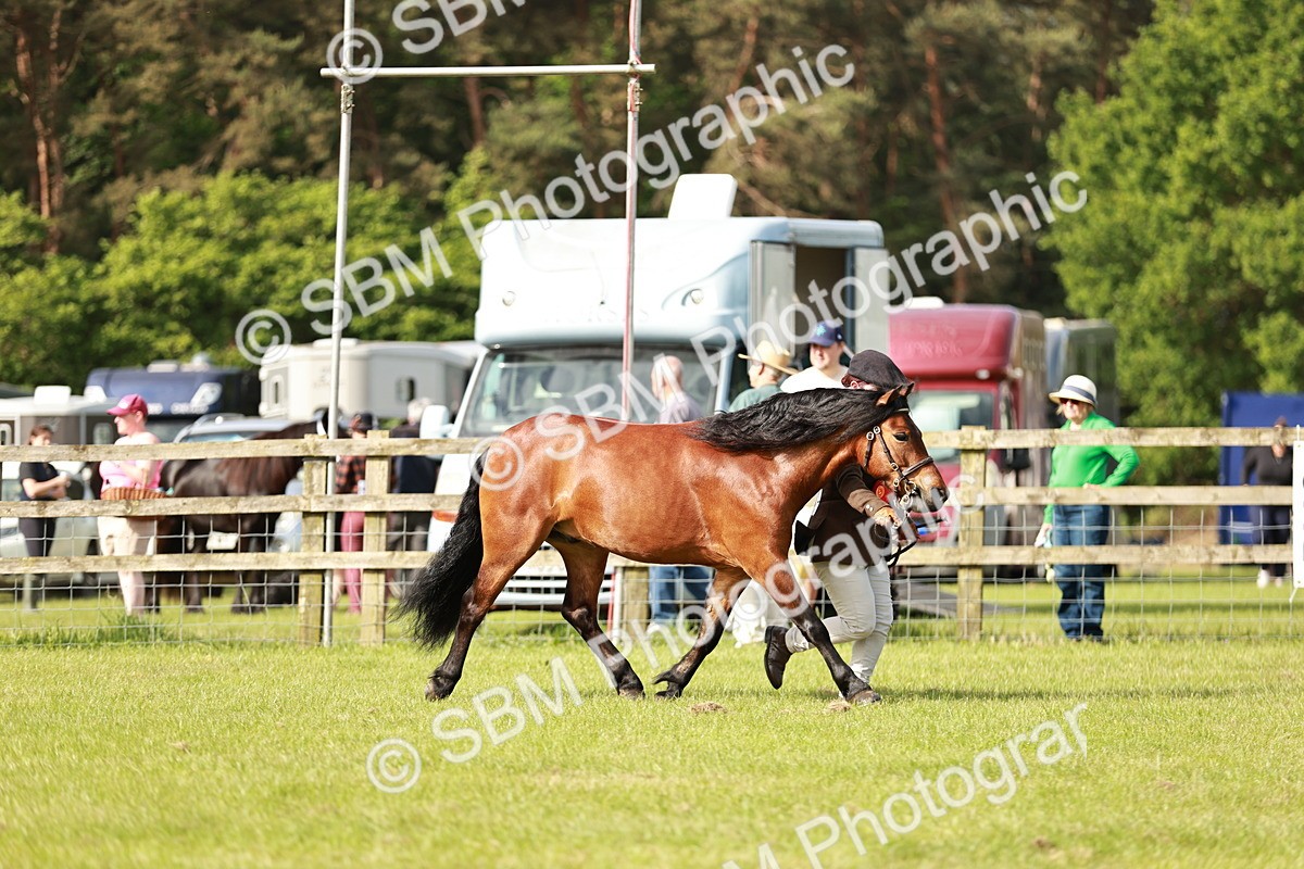 SBM_00612 - Class 14-23 - Mountain & Moorland In Hand Non Welsh