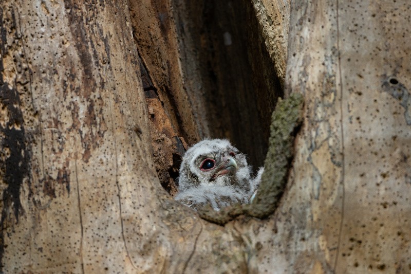 Tawny owl chick.   ref 1805 - macro and nature.