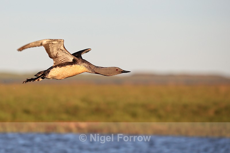 Red-throated Diver flying side view, Floi, Iceland - Red-throated Diver