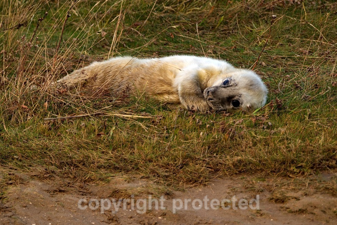Grey Seal Pup - Lincolnshire - Mammals