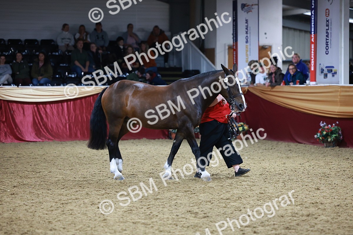 SBM_20505 - Class G - IH Large (over 148cm)Champ