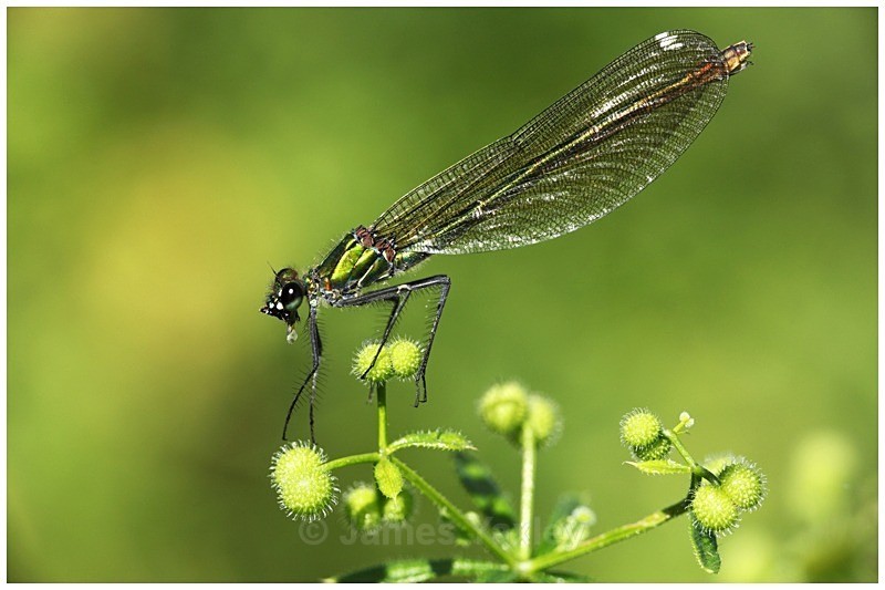 Damoiselle - Best of British Wildlife
